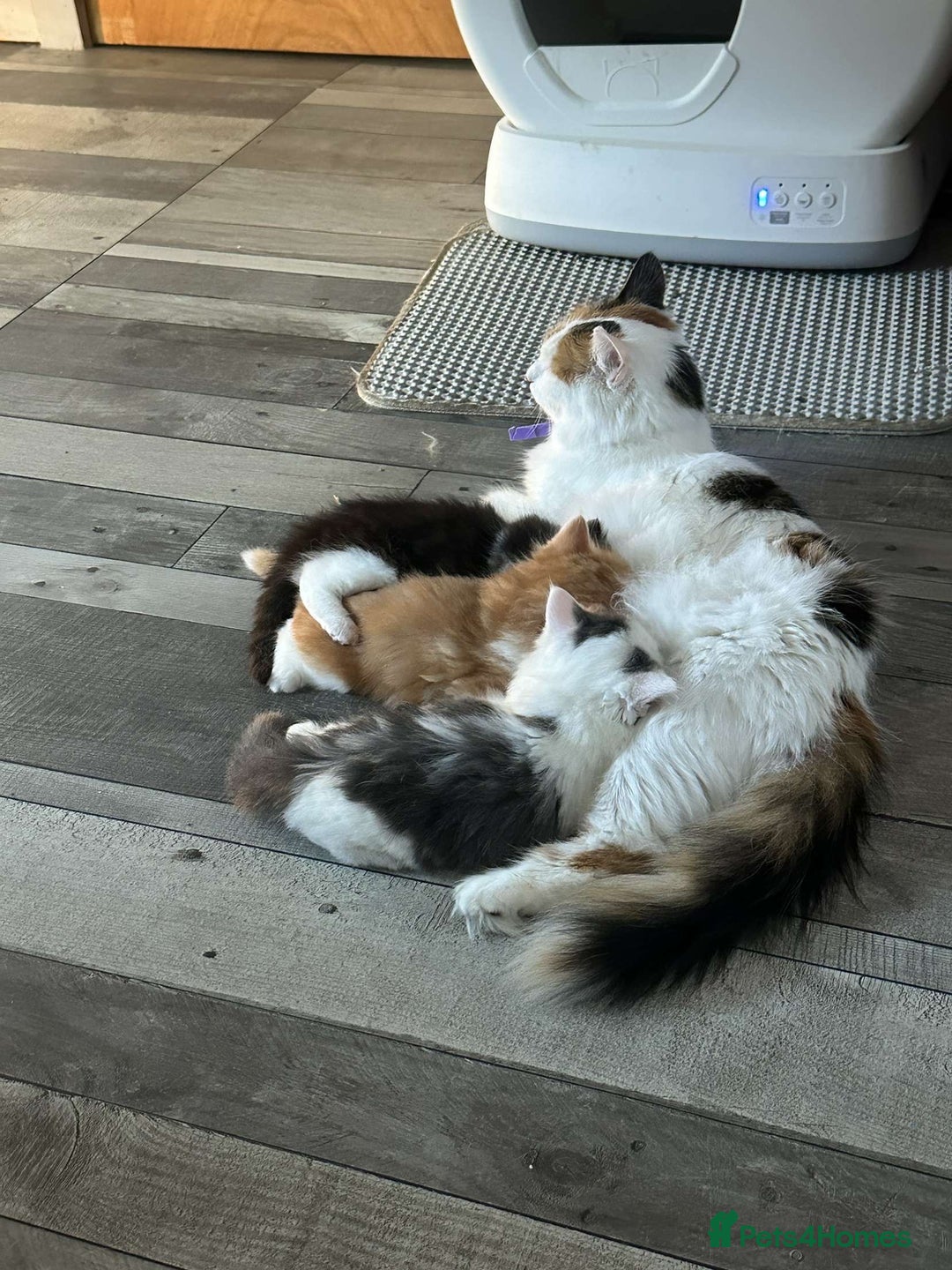 British Longhair cats for sale: Ragdoll x British long haired (calico) kittens - Image 1