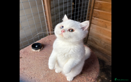 British Shorthair cats for sale: British Shorthair kittens - Image 1