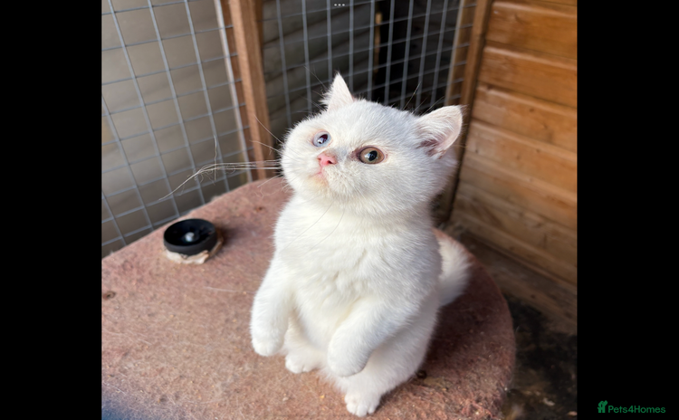 British Shorthair cats - Advert 2