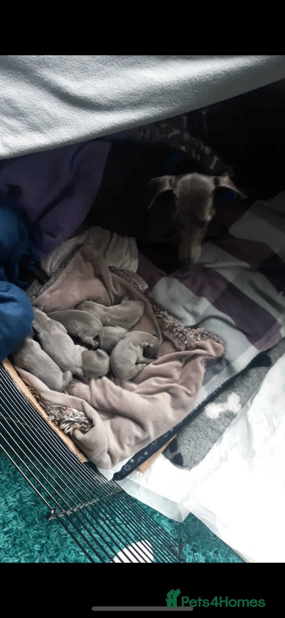 Whippet dogs for stud: Small 19",heart test clear,Full Blue Kc reg stud in Bishop Auckland - Advert 22