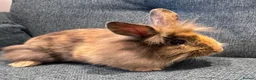 Mini Lion Lop rabbits for sale: £25 Mini lop lion mane long haired - Advert 12