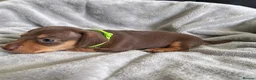 Miniature Dachshund dogs for sale: Miniature Dachshund Puppies - Advert 13