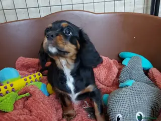 Cavalier King Charles Spaniel dogs LAST BOY !!! CKCS !!! ( DWKC REGISTERED)/DNA - Advert 4