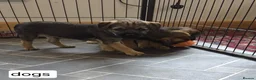 Border Terrier dogs for sale: Border Terrier  in Lockerbie - Advert 5
