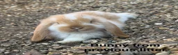 Mini Lop rabbits for sale: Mini Lion Lop Bunnies - Advert 20
