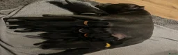 Staffordshire Bull Terrier dogs for sale: Black/blue staffy pups - Advert 7