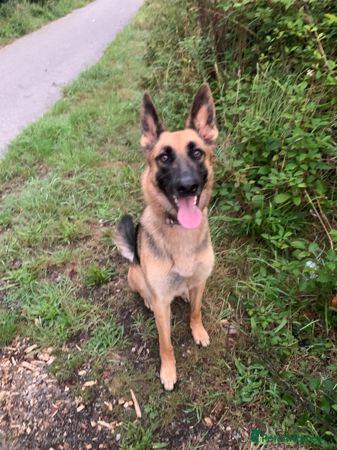 Mixed Breed dogs for sale: Loving German Shepherd looking for forever home in Truro - Advert 5