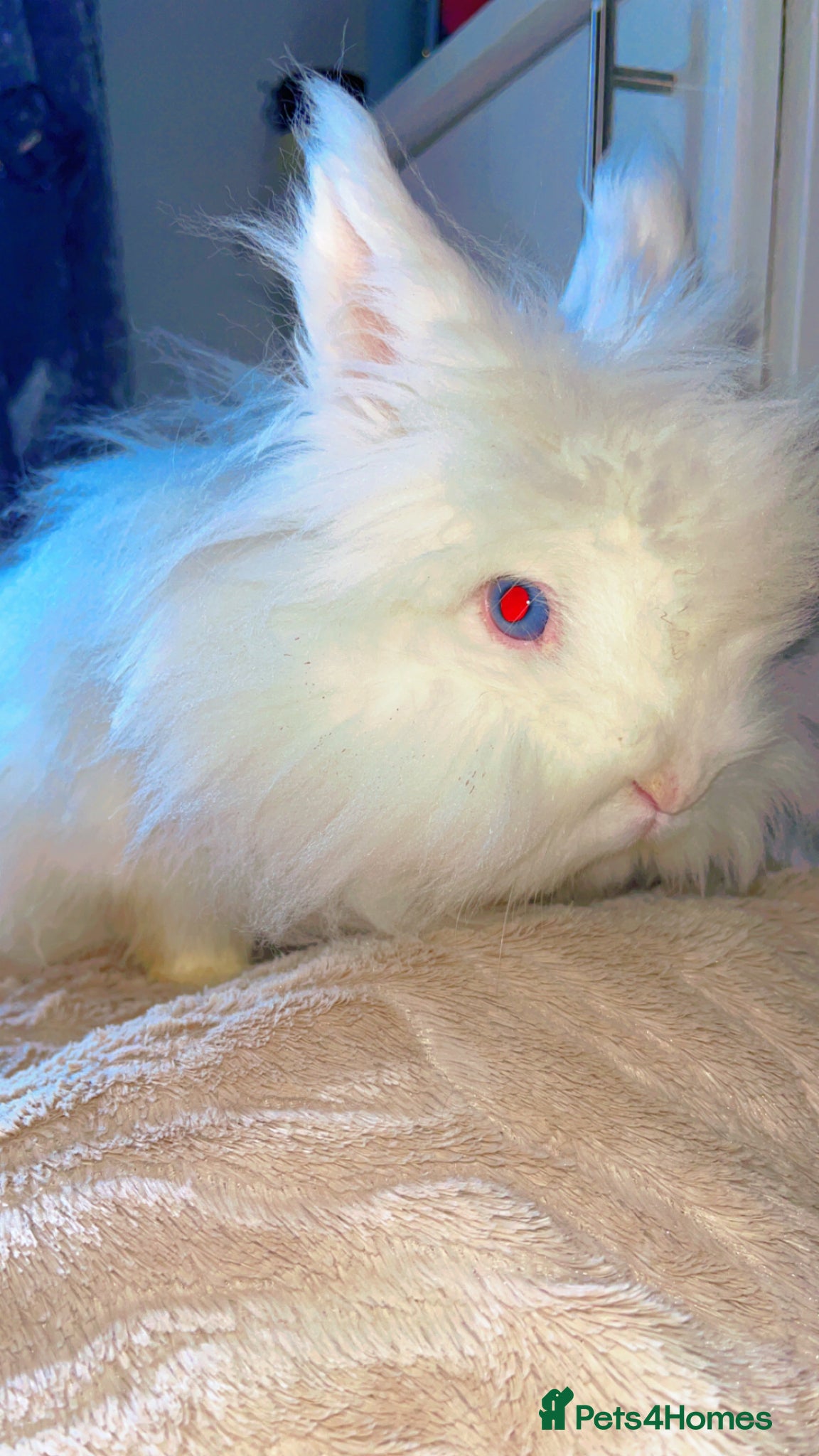 Lionhead rabbits ***REDUCED***Blue eye lion head male  - Advert 6