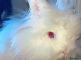 Lionhead rabbits ***REDUCED***Blue eye lion head male - Advert 6