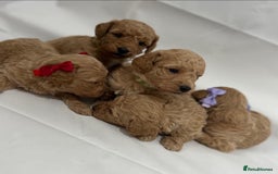 Poochon dogs for sale: F1 Poochon Puppies - 1 boy left - Image 7