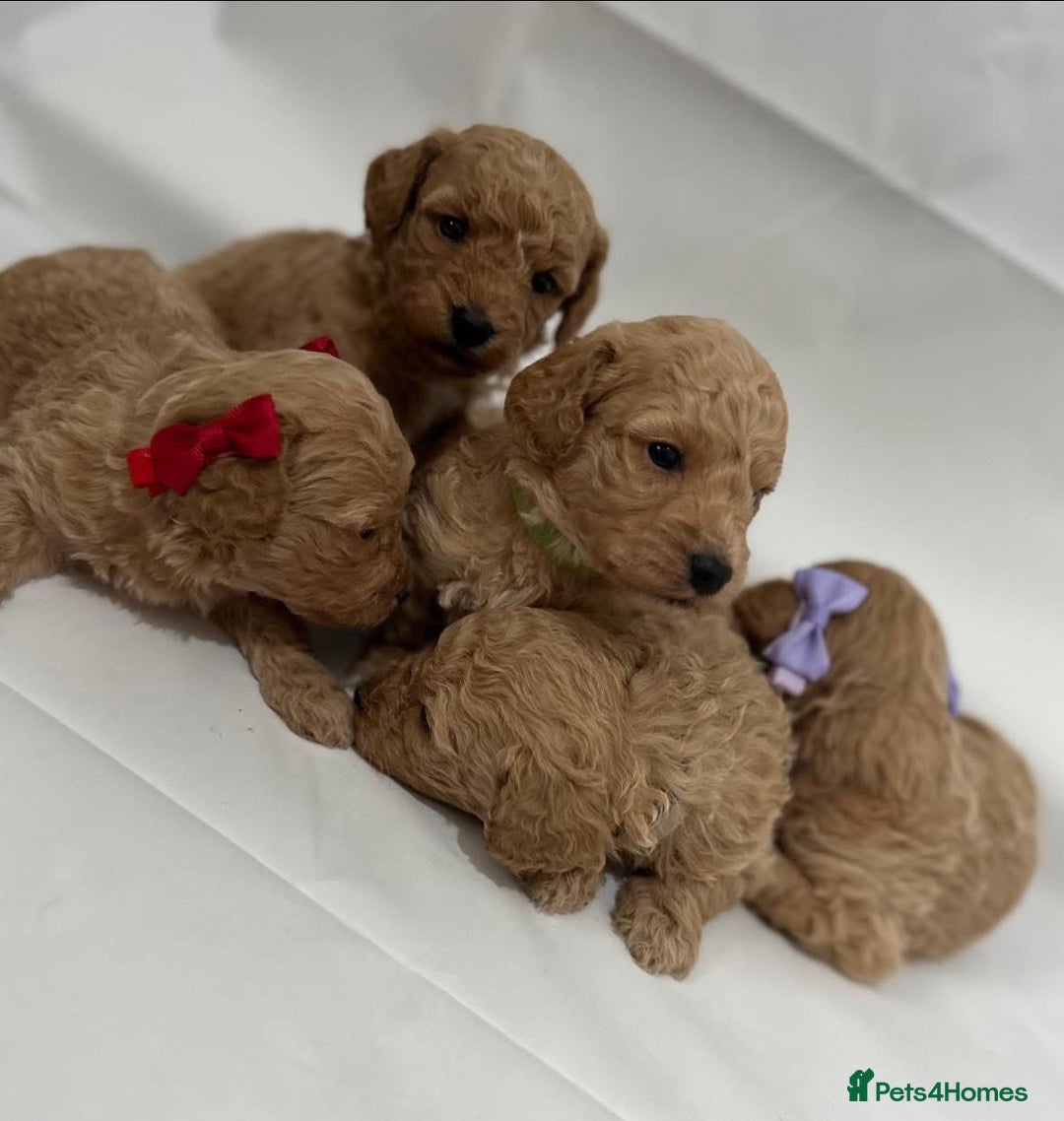 Poochon dogs for sale: F1 Poochon Puppies - 1 boy left - Image 7