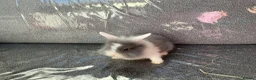 Lionhead rabbits for sale: Lionhead rabbit  in Tipton - Advert 3