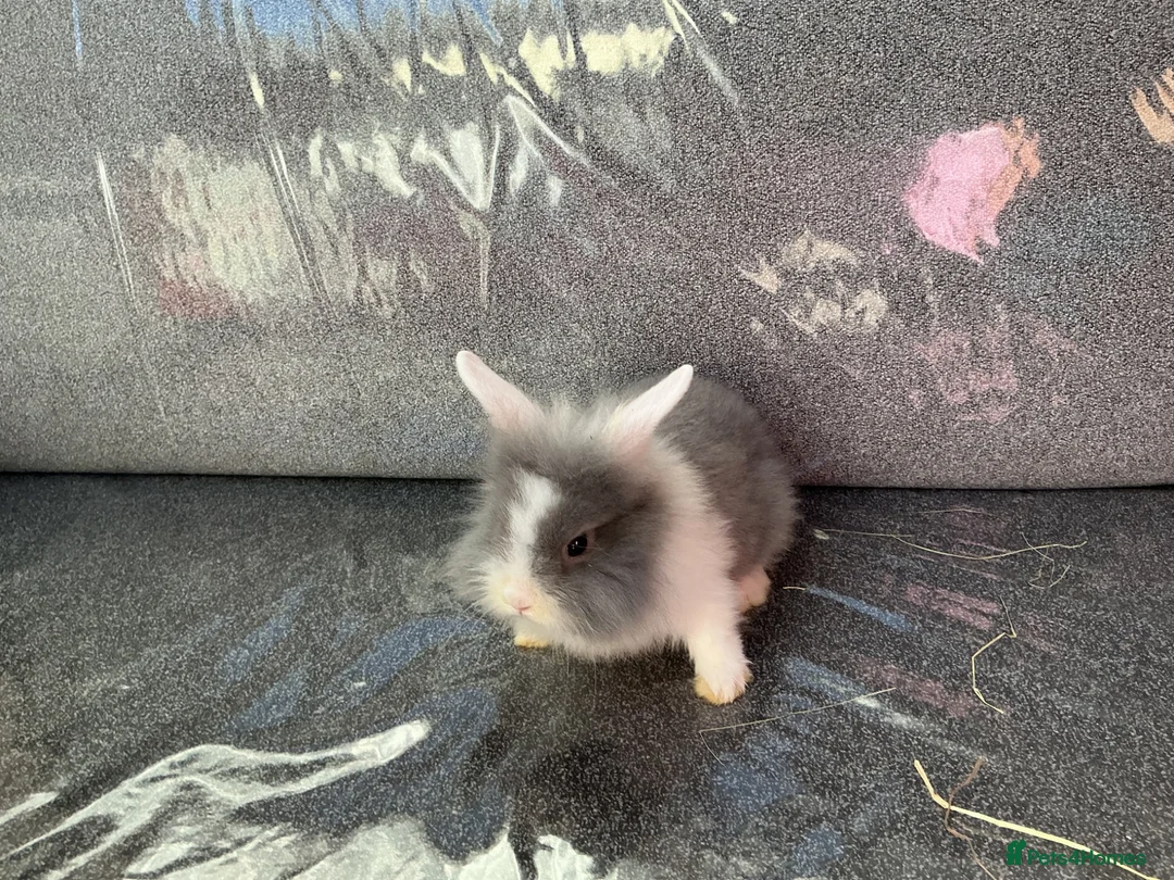 Lionhead rabbits for sale: Lionhead rabbit  in Tipton - Advert 3