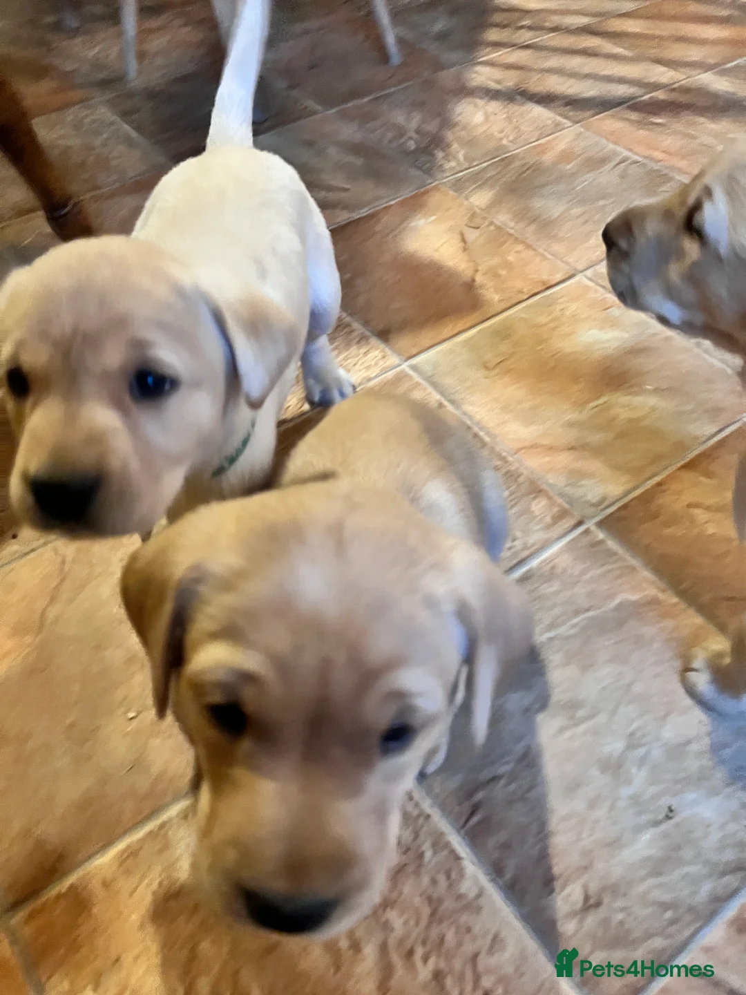 Labrador Retriever dogs for sale: Labrador retriever in Louth - Advert 2