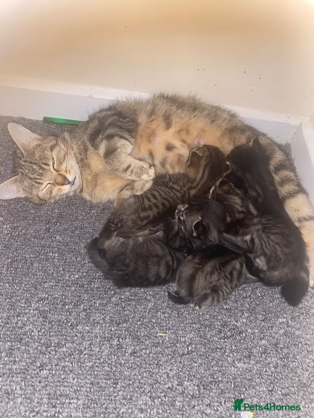Mixed Breed cats for sale: 4 beautiful tabby kittens in Gateshead - Advert 1