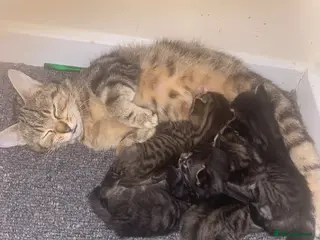 Mixed Breed cats 4 beautiful tabby kittens - Advert 7