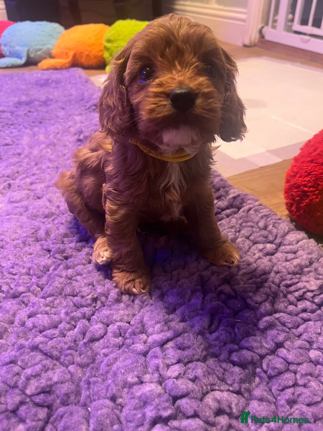Cavapoo dogs for sale: Cavapoo Puppies  - Advert 2