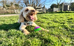 Cockapoo dogs for sale: 2 year old Cockapoo  - Image 2