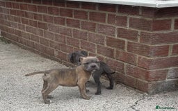 Staffordshire Bull Terrier dogs for sale: Staffordshire Bull Terrier Pups KC REGISTERED  - Image 11