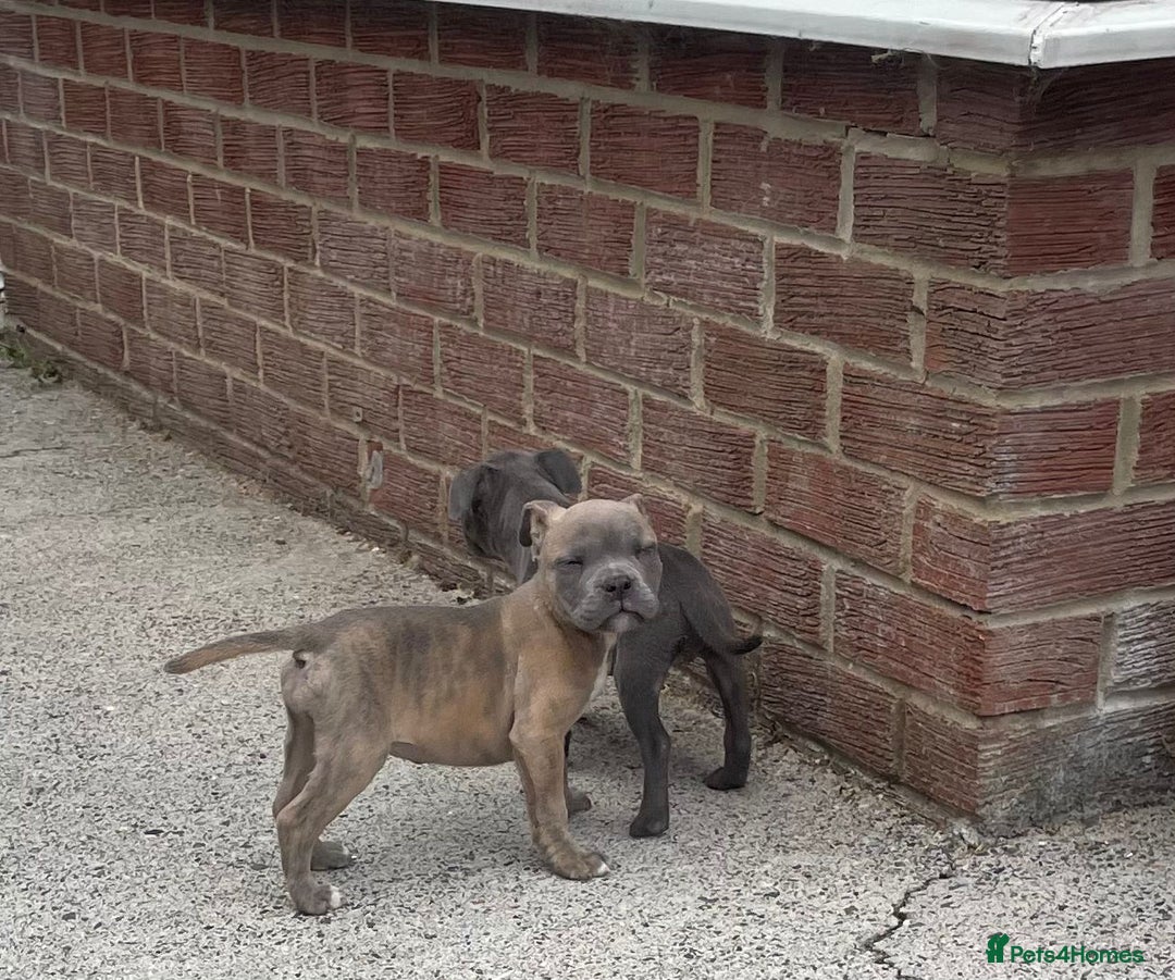 Staffordshire Bull Terrier dogs for sale: Staffordshire Bull Terrier Pups KC REGISTERED  - Image 11