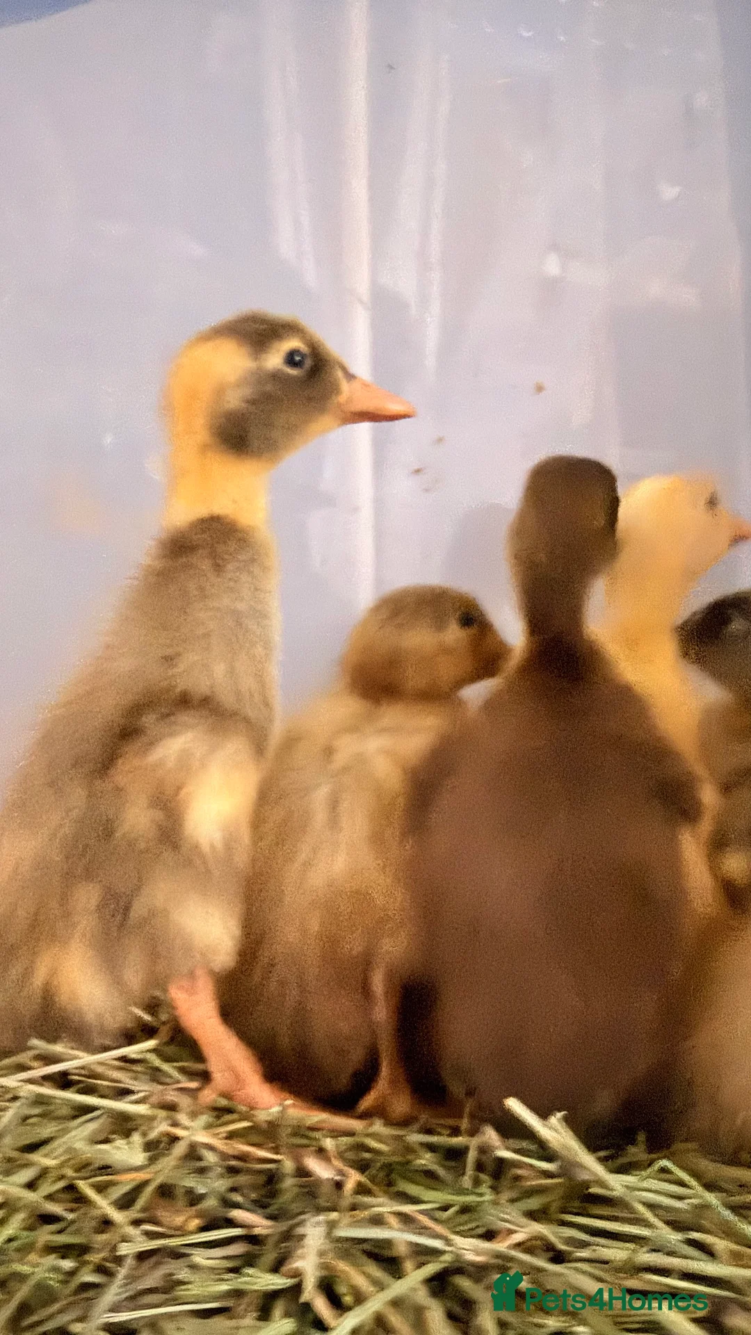 Ducks poultry for sale: Runner Duck Hatching Eggs x6 or x12 Available Now - Advert 1
