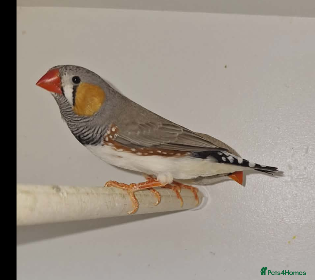 Finches birds for sale: Zebra Finches  - Advert 3