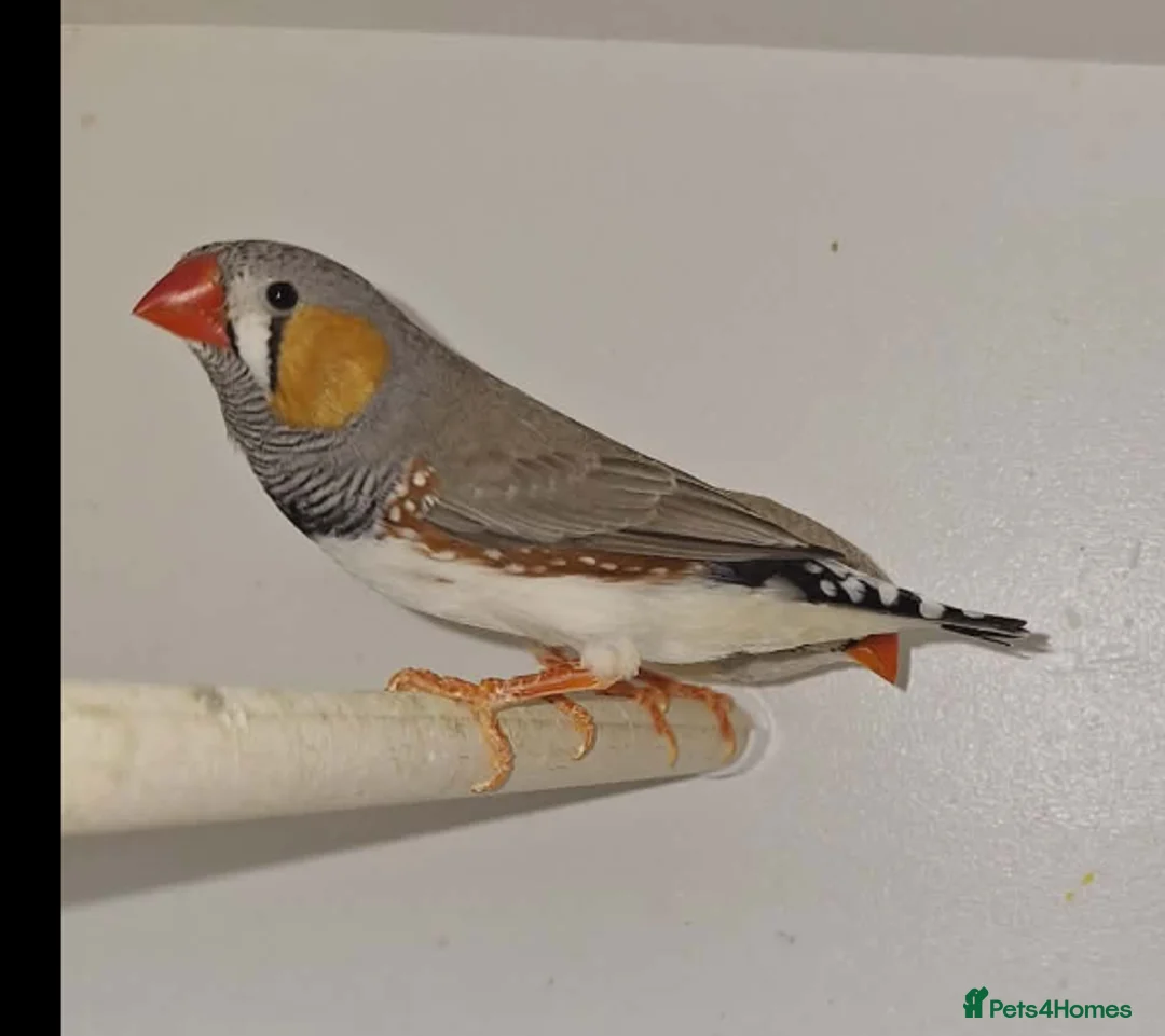 Finches birds for sale: Zebra Finches  - Advert 3