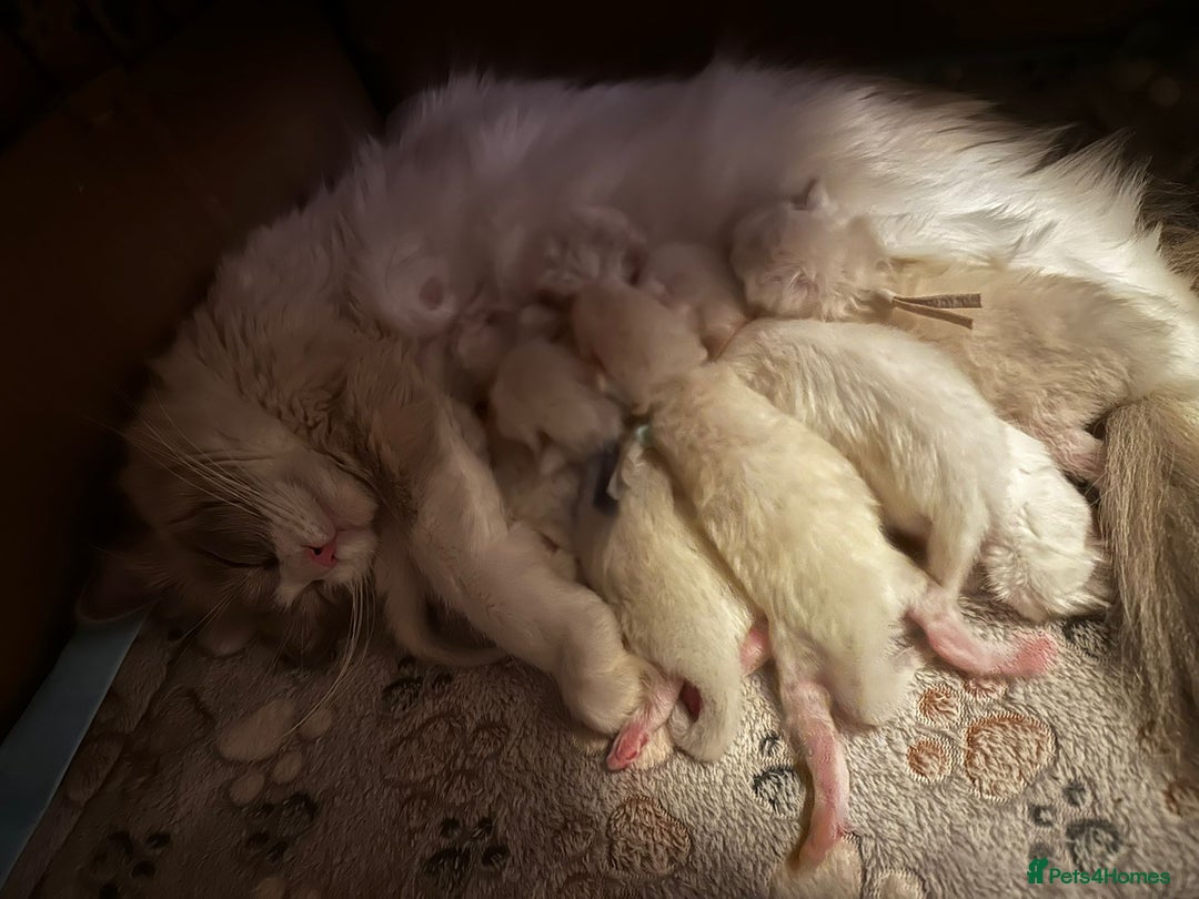 Ragdoll cats for sale: 4 Gorgeous Pure-Bred Ragdolls - Image 13