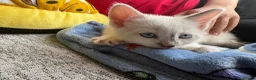 Mixed Breed cats for sale: Stunning white female kitten - Advert 4