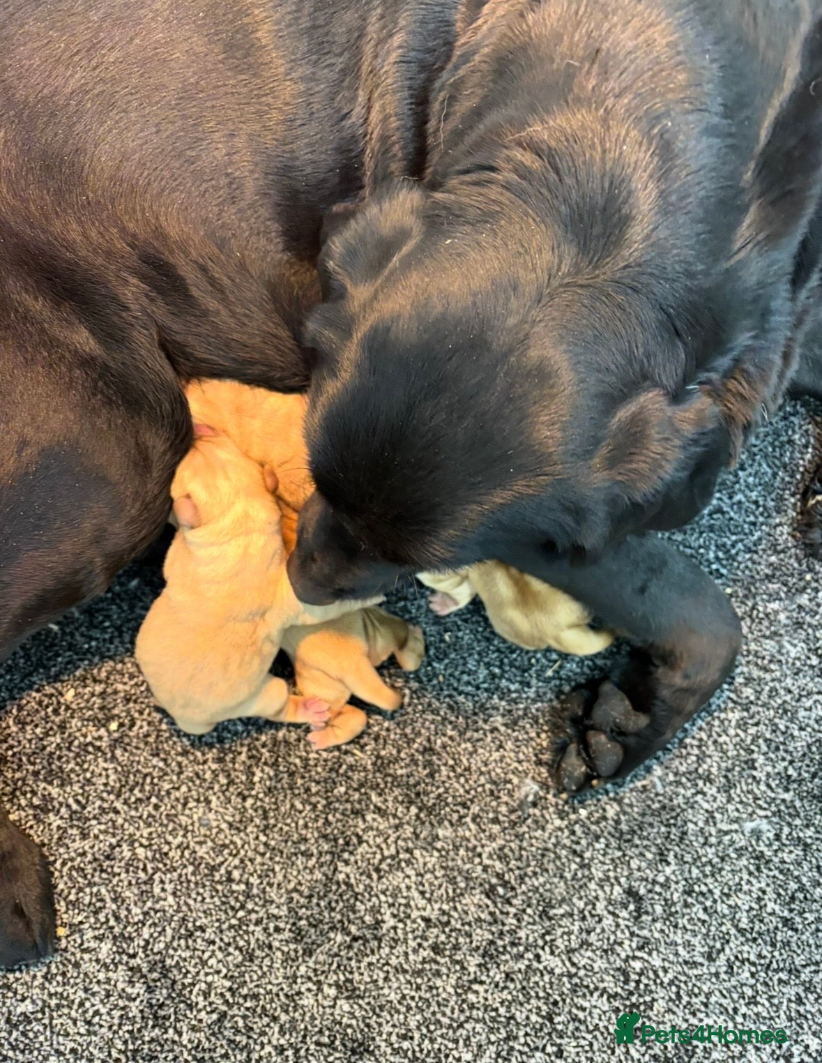 Labrador Retriever dogs Beautiful litter of lavradors  - Advert 1