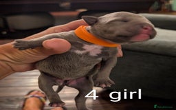Staffordshire Bull Terrier dogs for sale: Ms/Mister - Image 17