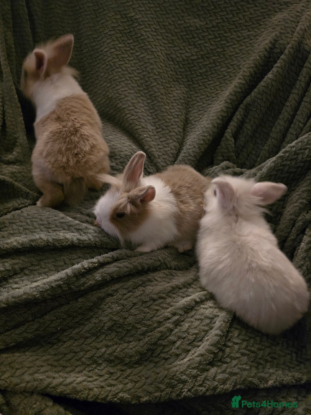 Mixed Breed rabbits for sale: Rabbits for sale.  - Advert 7