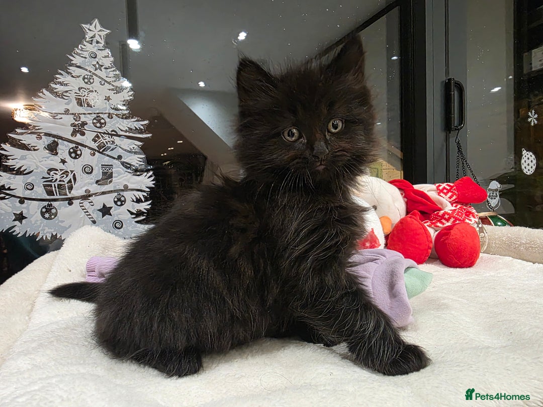 Siberian cats for sale: Siberian kittens for sale  - Advert 5