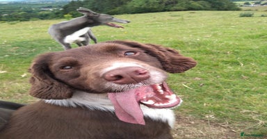 English Springer Spaniel dogs in Brierley Hill - Advert 6