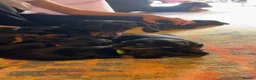 Dachshund dogs for sale: Dachshund Puppys - Advert 14