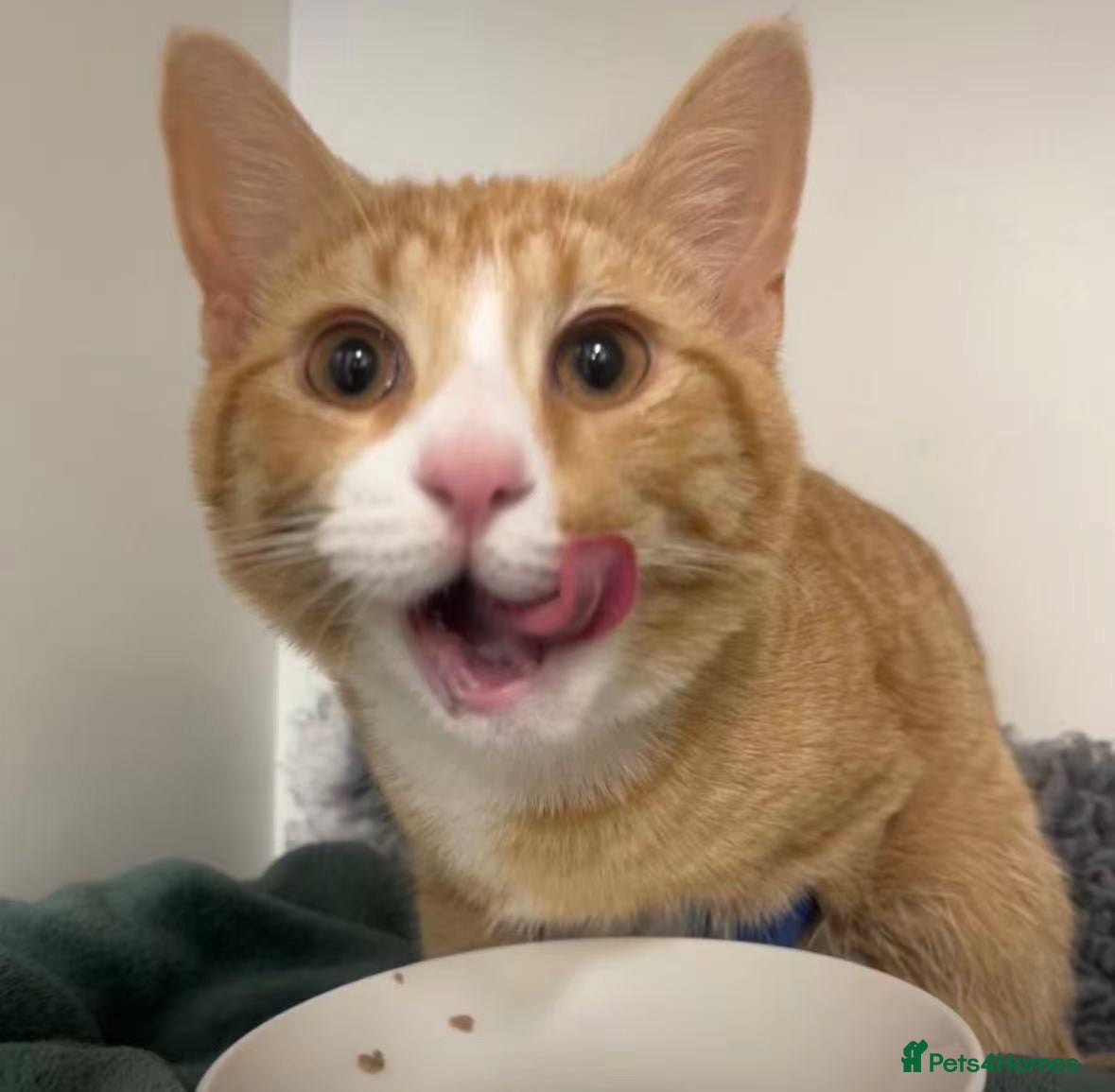 Domestic Shorthair cats 7-Month-Old Loving & Playful Male Kitten  - Advert 5