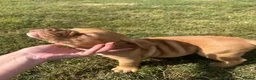 Olde English Bulldogge dogs for sale: Olds Tyme English bulldog puppy  - Advert 10
