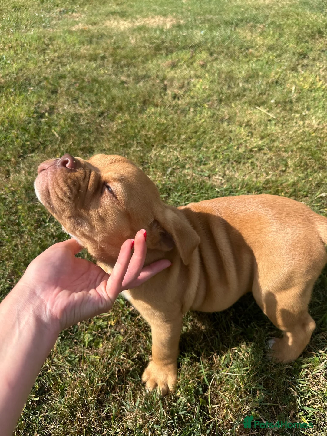 Olde English Bulldogge dogs for sale: Olds Tyme English bulldog puppy  - Advert 10