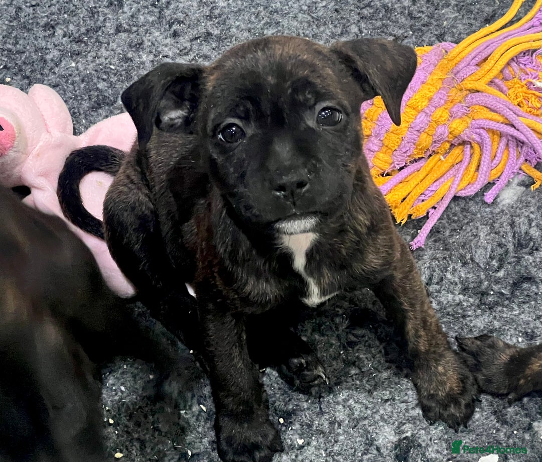 Staffordshire Bull Terrier dogs for sale: Brindle Stafford puppies 🐾🧡🖤 - Advert 10