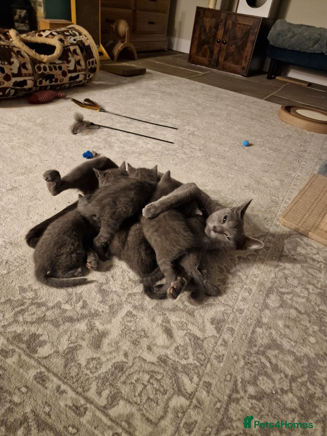 Russian Blue cats for sale: 7 Beautiful Russian Blues kittens 5 Girls 2 Boys. - Advert 5