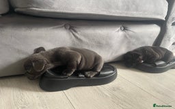 French Bulldog dogs for sale: french bull dog pups for sale - Image 8
