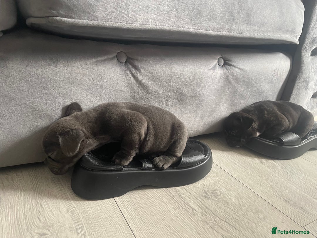 French Bulldog dogs for sale: french bull dog pups for sale - Image 8
