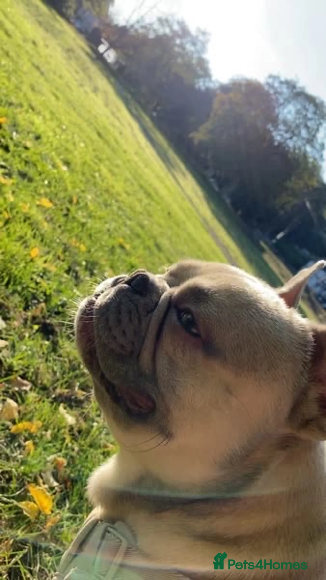 French Bulldog dogs for sale: Frenchie  in Crawley - Advert 8