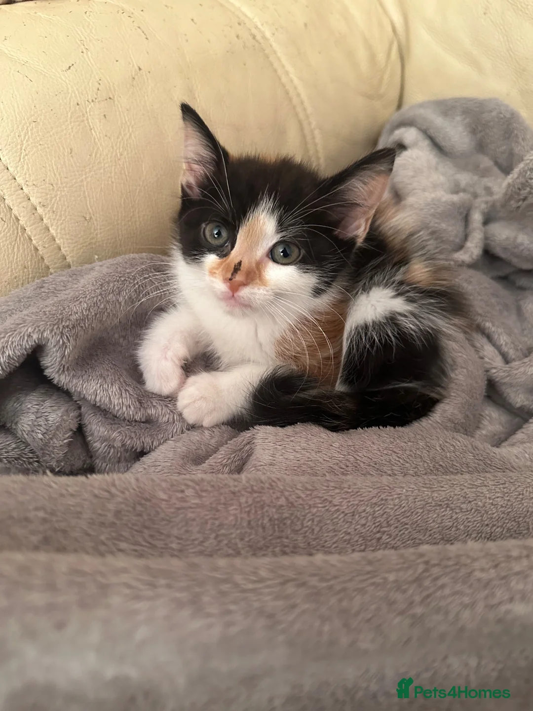 Mixed Breed cats for sale: 3 female kittens 10 weeks old - Advert 2