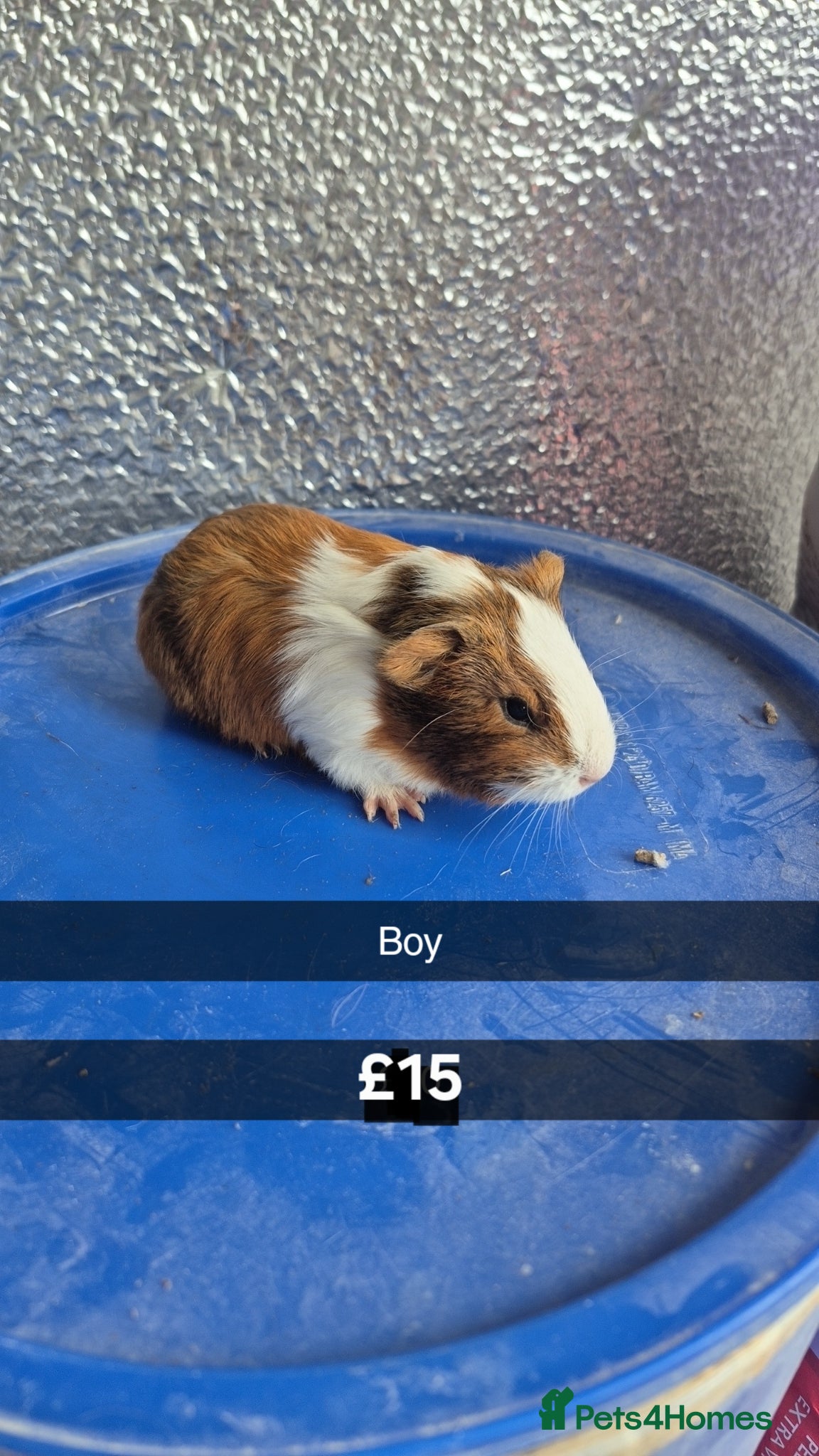 Guinea Pig rodents Baby Guniea Pigs  - Advert 2