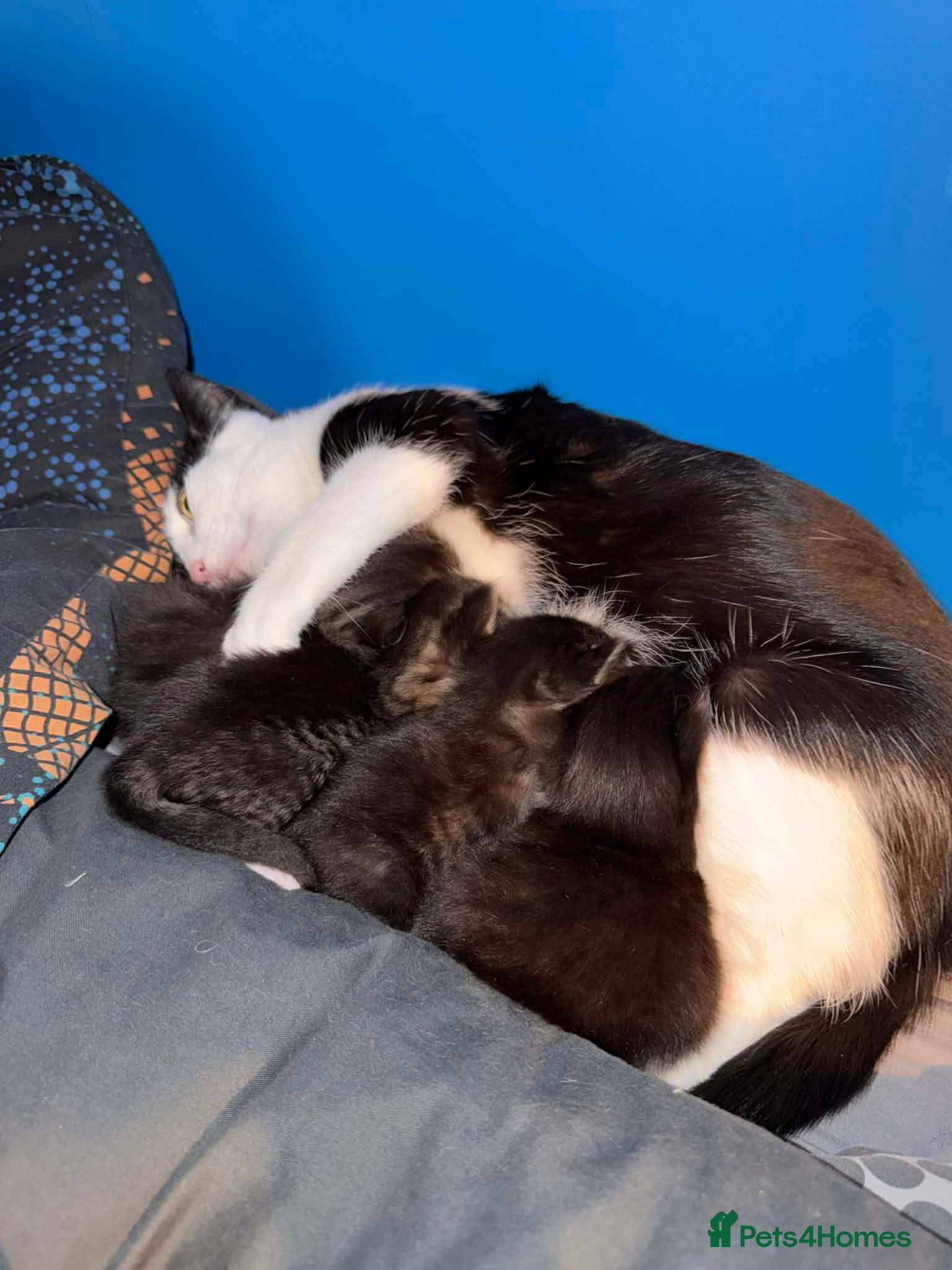 Mixed Breed cats 4 Gorgeous Girls Ready To Go - Advert 2