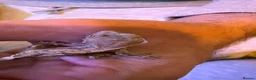 Gecko reptiles for sale: Baby crestie gekos  - Advert 3