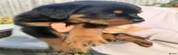 Rottweiler dogs for sale: Visionary Choice for a Loyal Rottweilers Companion in Halifax - Advert 6