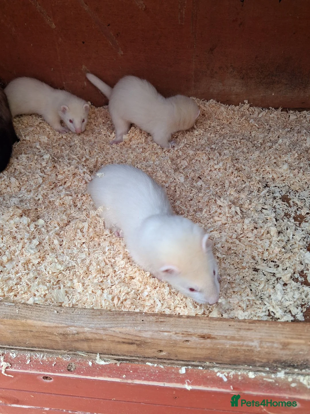Ferret rodents for sale: Ferret kits - Advert 2