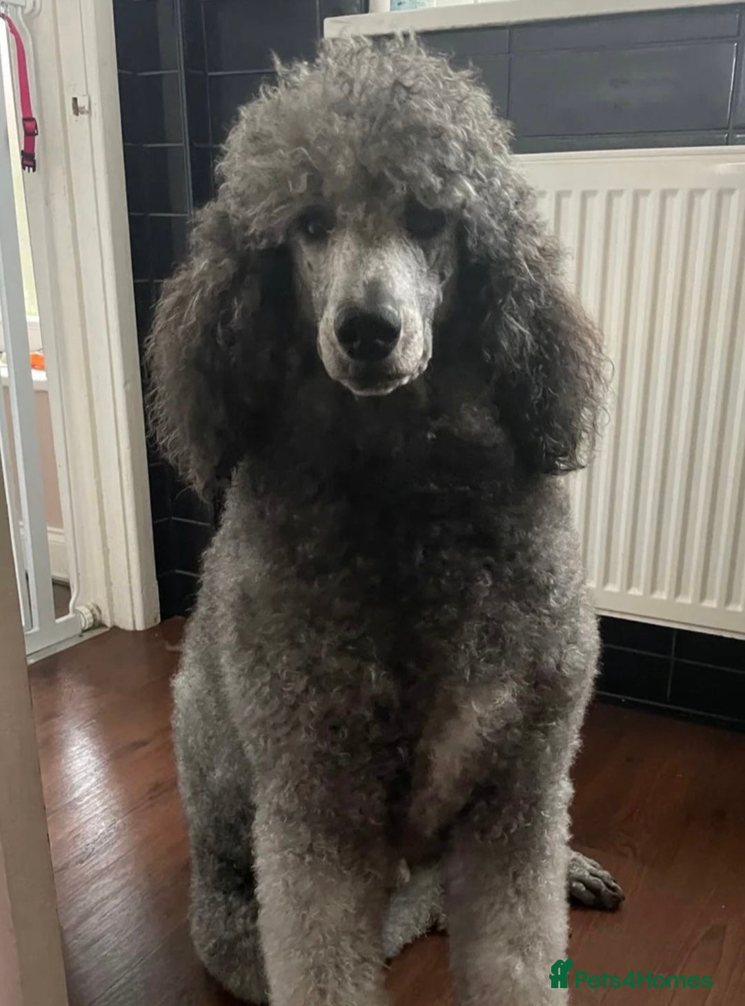 Standard Poodle dogs for sale: outstanding litter of standard poodle pups - Advert 3